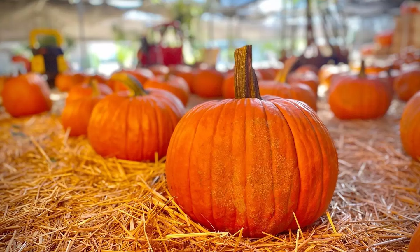 Up to 12% Off on Petting Zoo at Toluca Lake Pumpkin Festival - Primary Image