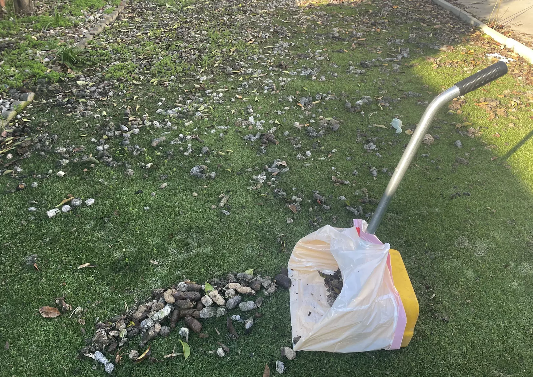  Get Dog Poop Pick-Up Service with Optional Yard Deodorizing Treatment
