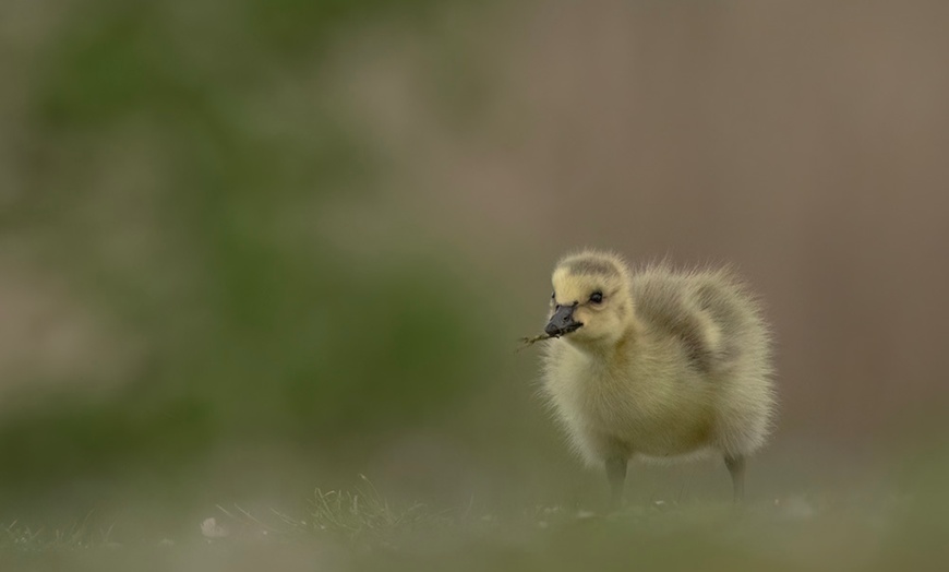 Image 4: Wildlife Photography Workshop for Beginners at Touch the Wild