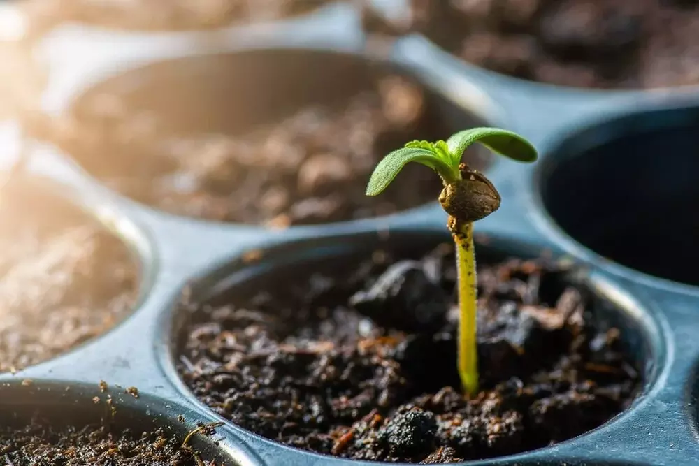 Master Hemp Growing with Online Courses