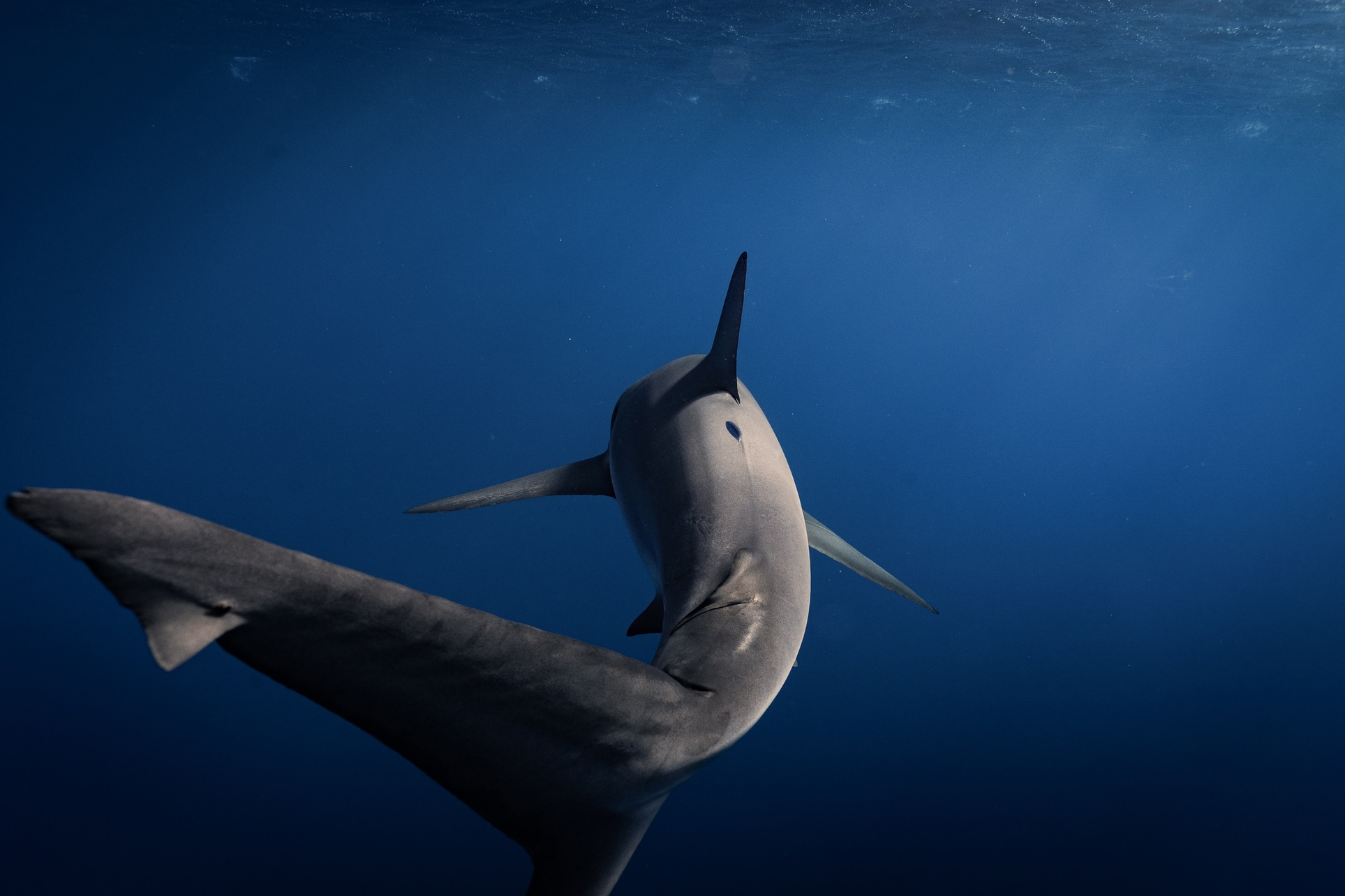 Experience thrilling shark diving with Ocean Addict Shark Excursions, offering 3-hour private trips and open water dives for up to 36%