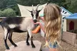 Up to 50% Off on Zoo / Animal Park at EZ's Rescue Ranch - Second Medium