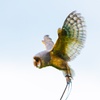 Image 5: Up to 50% Off on Tour - Photography at Mercer Falconry