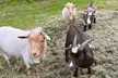 Connect with Nature: Enjoy a Joyful, Hands-On Goat Experience - Second Medium