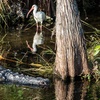 Image 4:  Explore the Everglades with a Guided Airboat Tour for One Person
