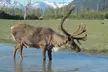 Discover Anchorage with our All-In-One City Tour at Turnagain Ventures(Up To 42% Off) - Second Medium