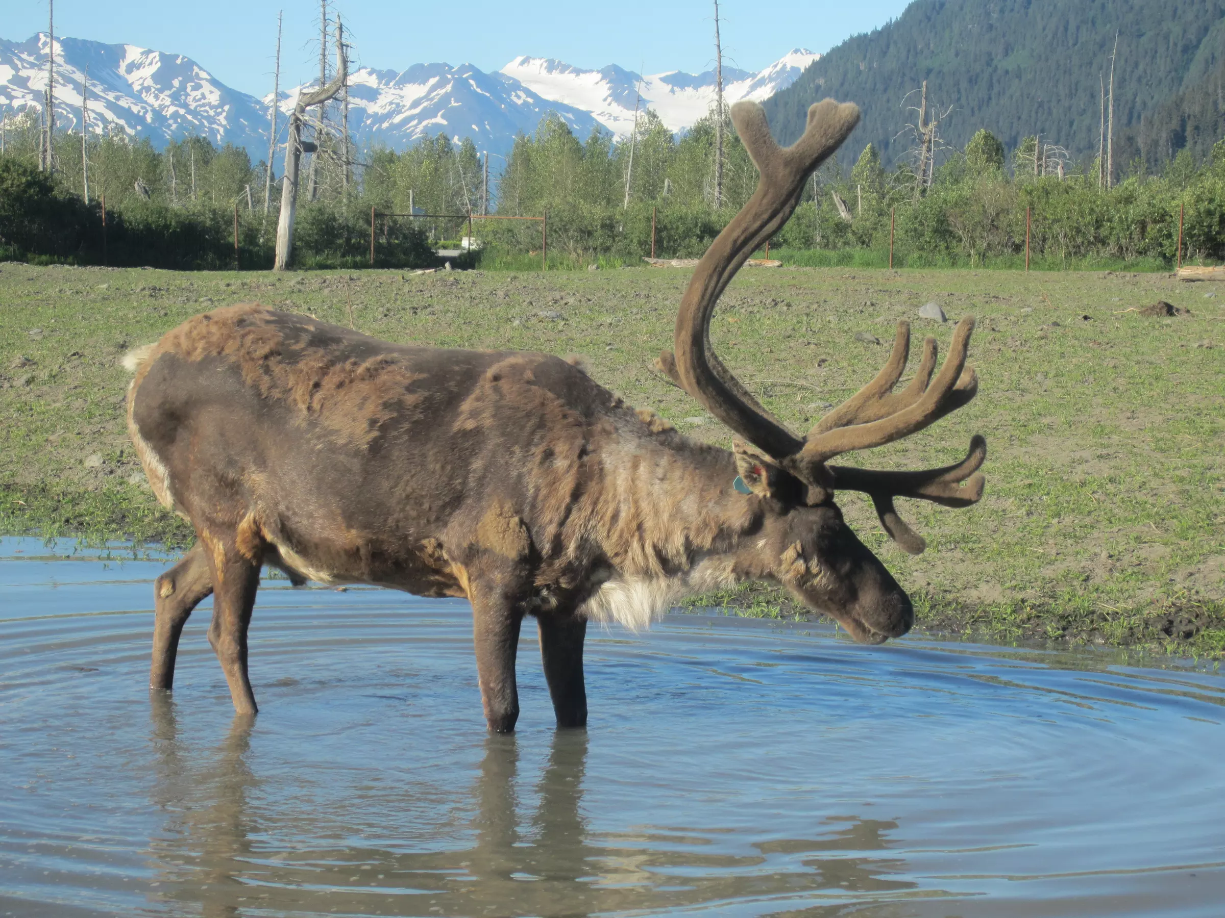 All-In-One Anchorage City Tour for 1, 2, or 4
