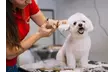 Pet Pamper Grooming: Full Grooming + Haircut for Cats & All Dog Sizes at Petluxe Boutique & Spa (Up to 78% Off) - Image 3