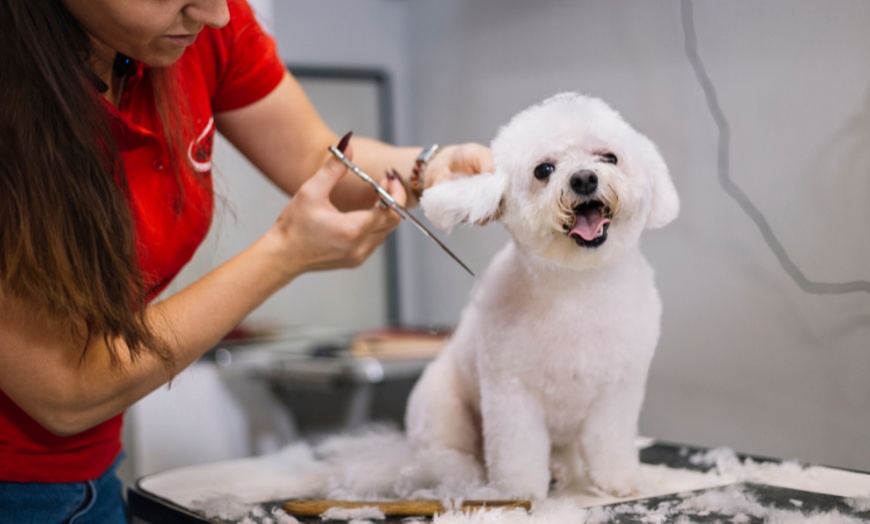 Image 3: Get Your Pets To Experience Ultimate Luxury: Basic or Full Grooming 