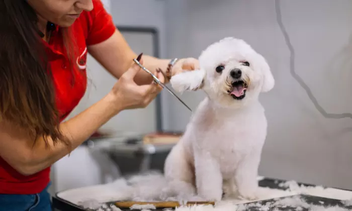 Pet Pamper Grooming: Full Grooming + Haircut for Cats & All Dog Sizes