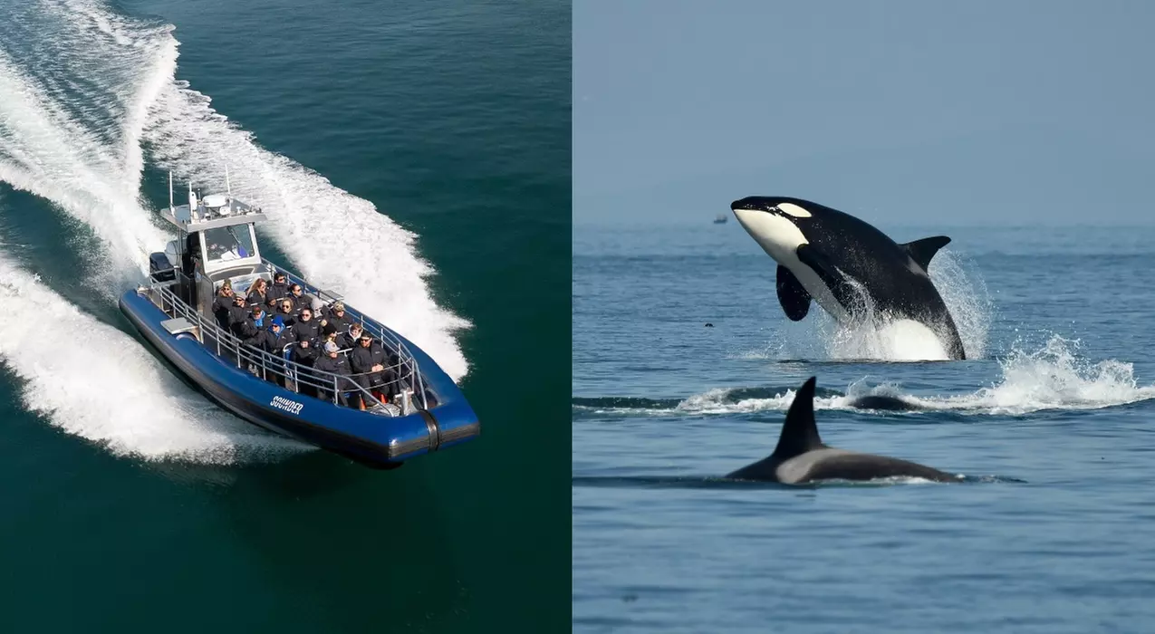 $89 for Whale and Wildlife Adventure at Blue Kingdom Whale and Wildlife Tours ($129 - Primary Image