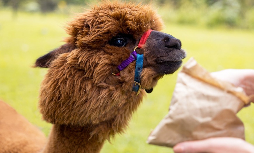 Image 2: Alpaca Yoga Adventure: Relax, Unwind, and Connect with Nature!