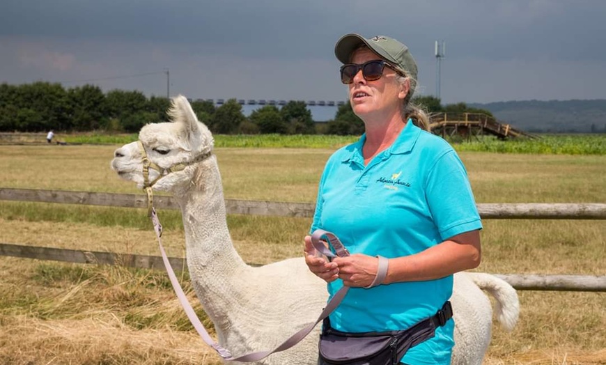 Image 4: Alpaca Trek For Two