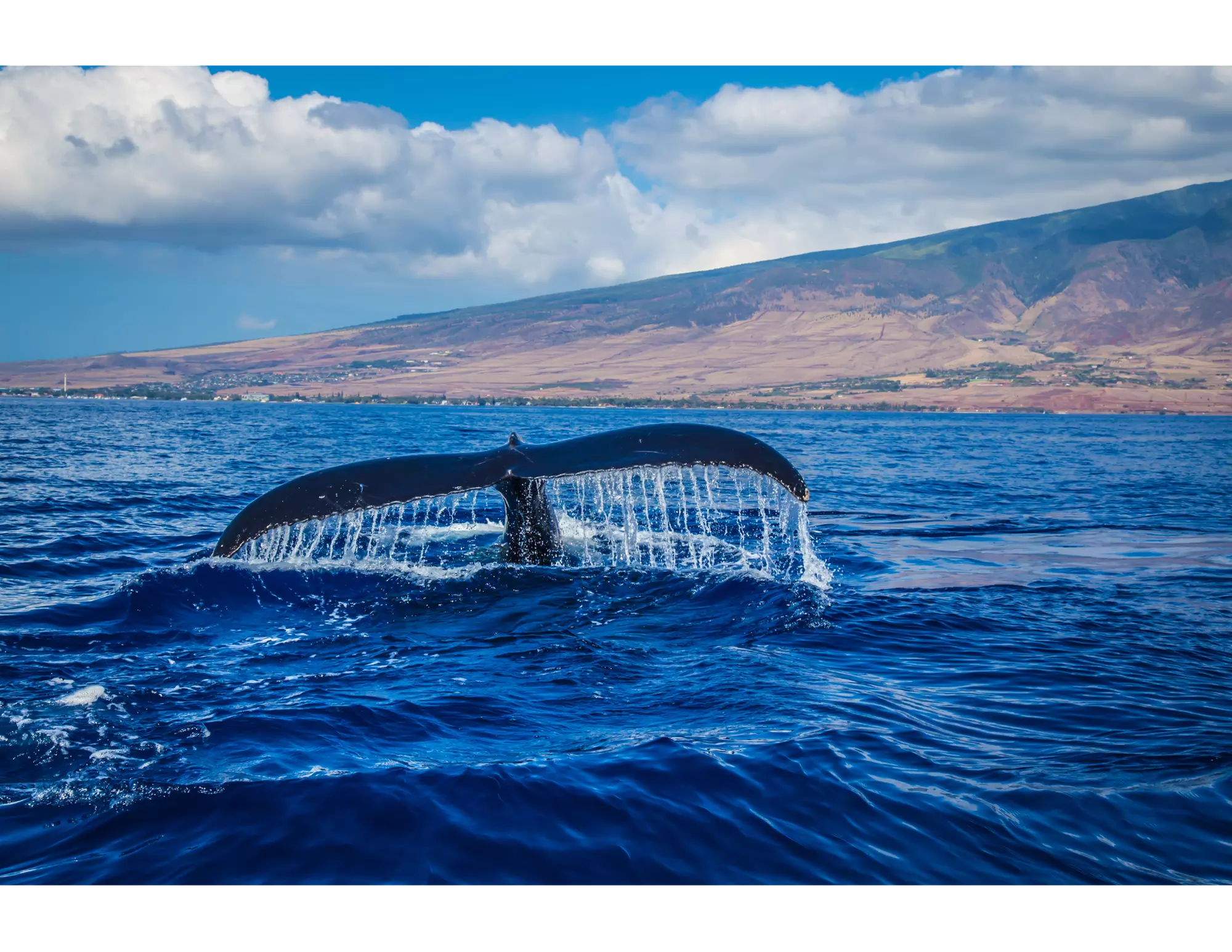 Up to 29% Off on Whale / Wildlife Watching at Honolulu Snorkel Company - Primary Image