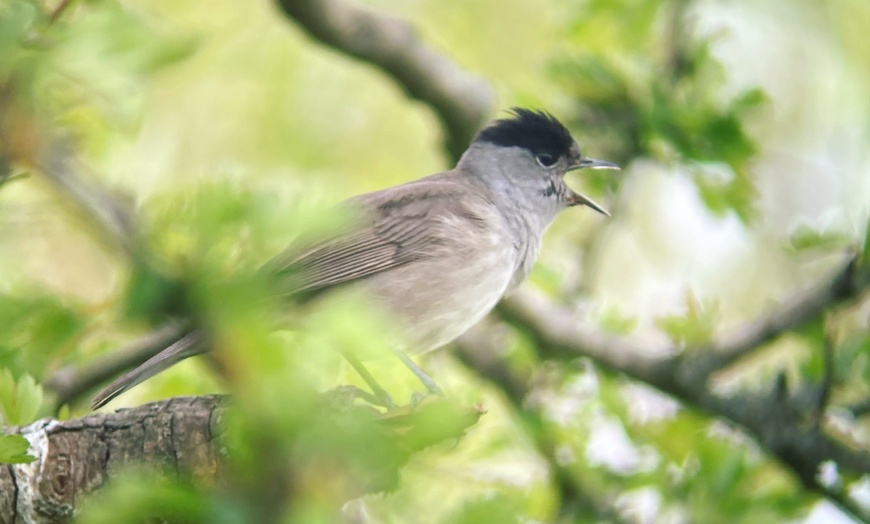 Image 2: Wildlife Experience in the Mendips by Wilder Skies