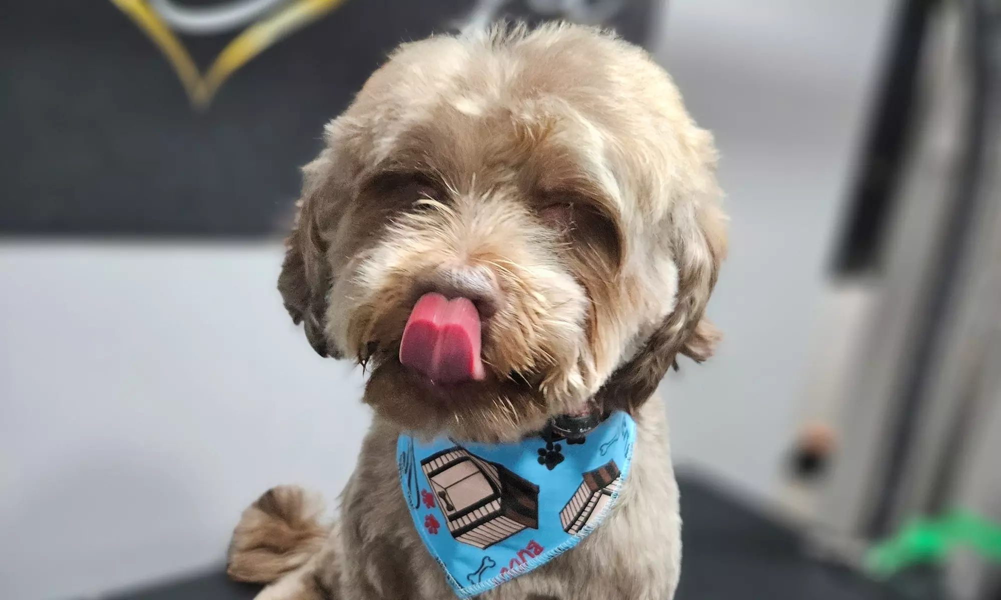 Complete Ear to Tail Grooming, Nail Trim, or Puppy Bath & Brush Intro