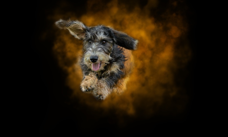 Image 3: 30 Min. Holi-Fotoshooting inkl. 3 - 5 Bilder