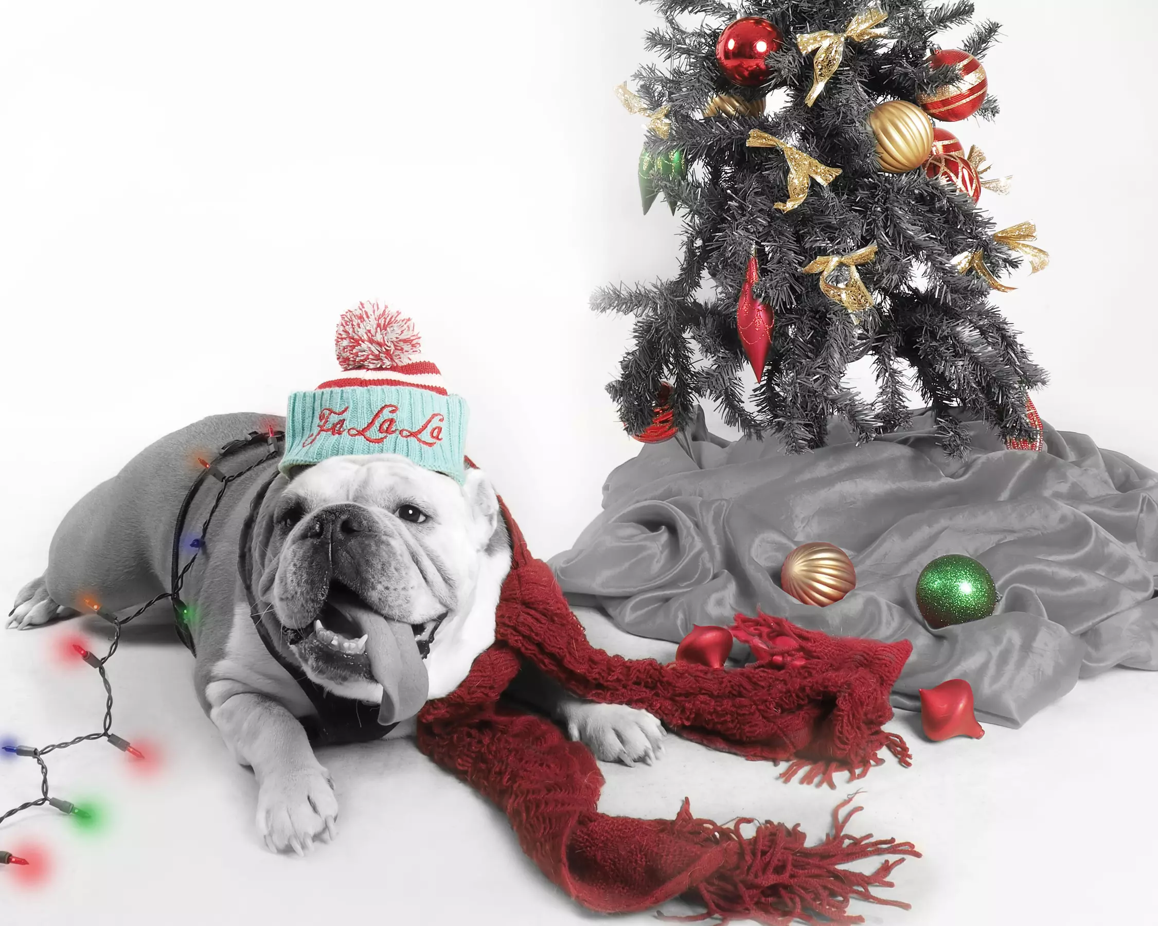 Up to 94% Off Pet Photo Shoot at Glamour Shots