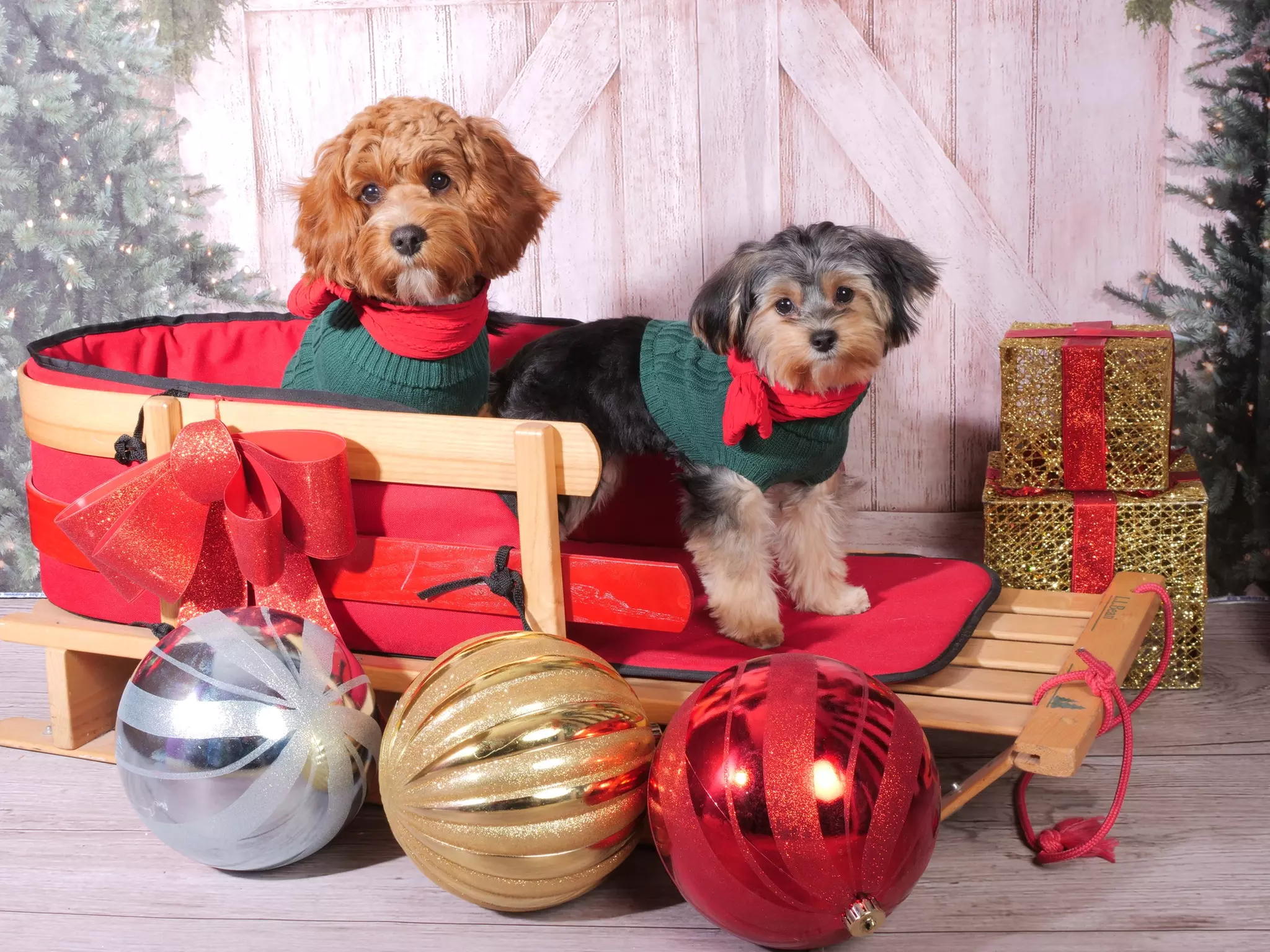 Family Holiday Photo Session + Retouched Portrait/Hairstyling/Make-Up