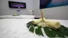 Unwind and Relax with 60-Minute Hot Stone Massage with Aromatherapy for One or a Couple ( Up to 65% Off )
