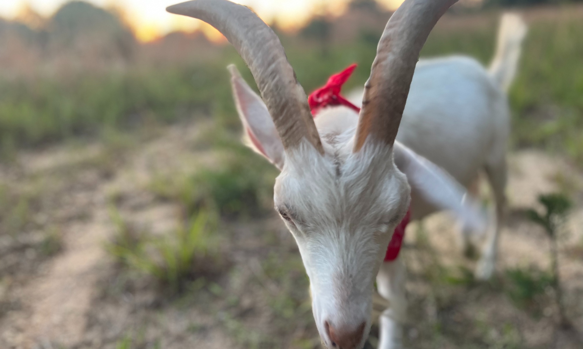 Up to 51% Off on Walking Tour at EZ's Rescue Ranch
