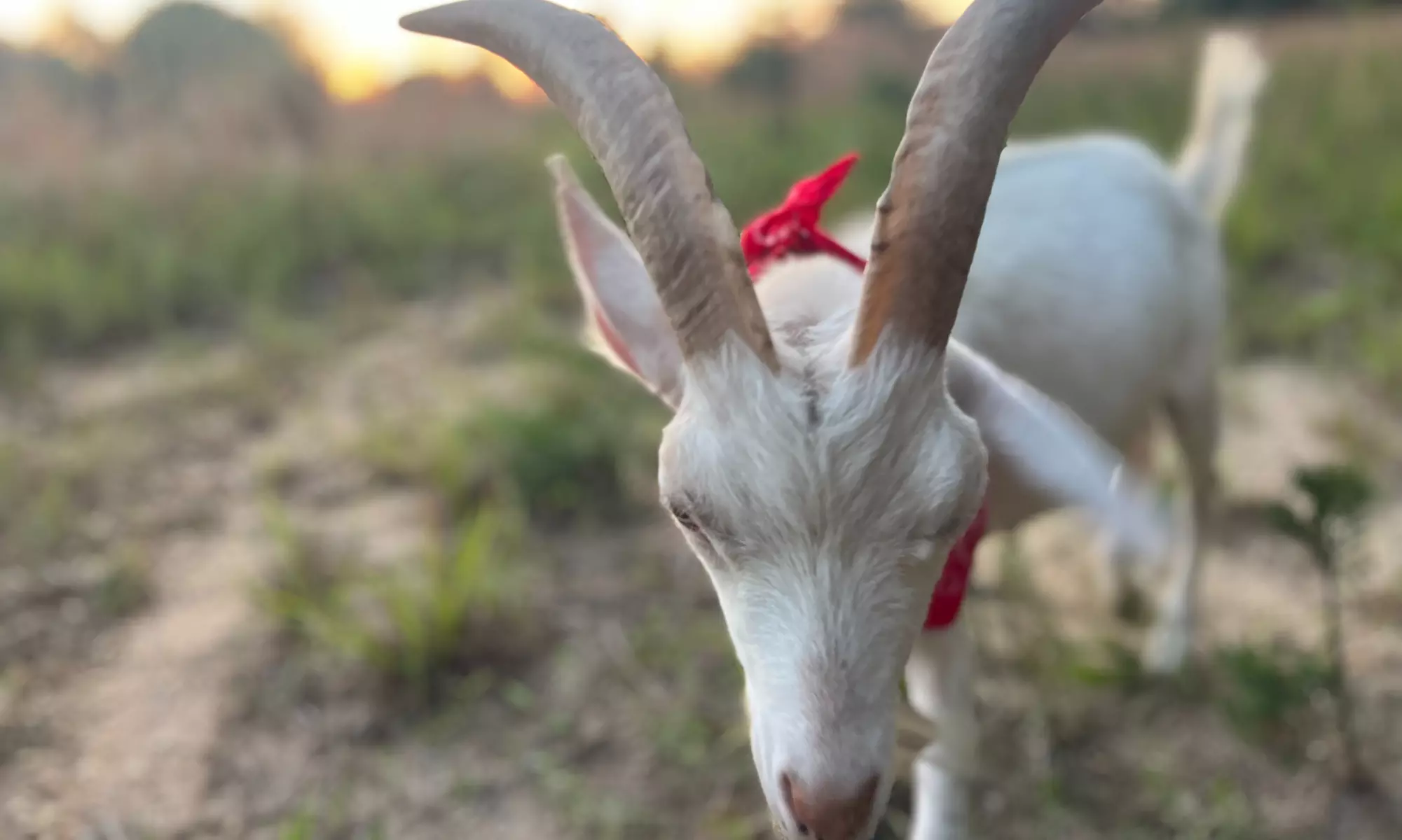 Up to 51% Off on Walking Tour at EZ's Rescue Ranch - Primary Image