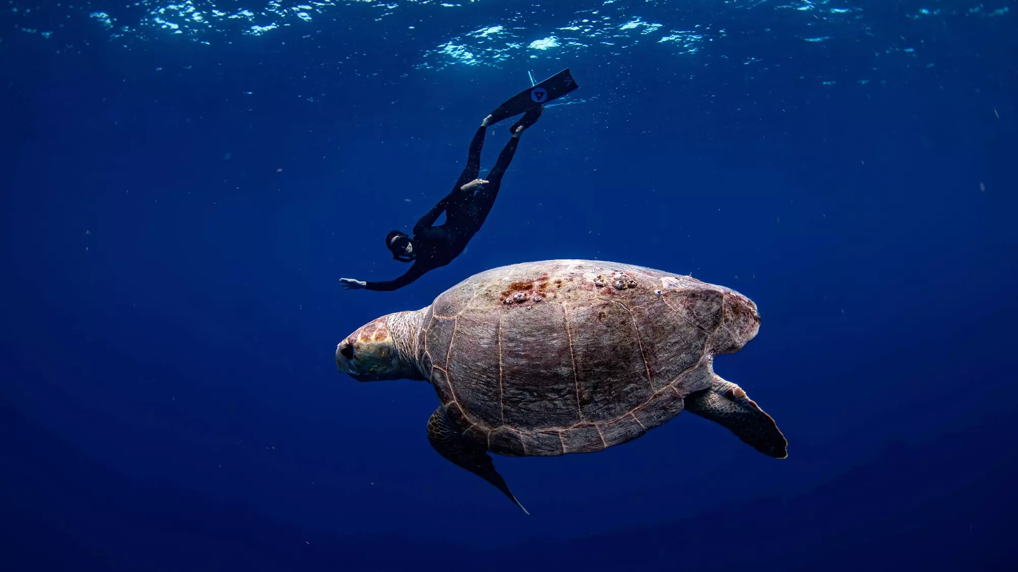 Freedive Key West: Choose from 2-Day Certification or Custom Underwater Adventures! (Up to 28% Off) - Primary Image