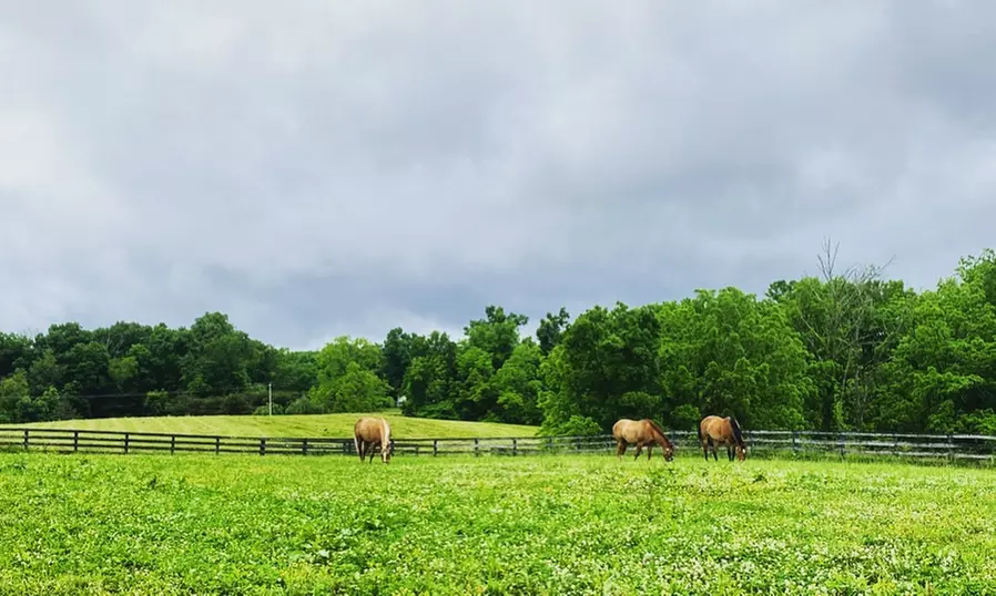 Private Horseback Riding Lessons in Scenic Settings
