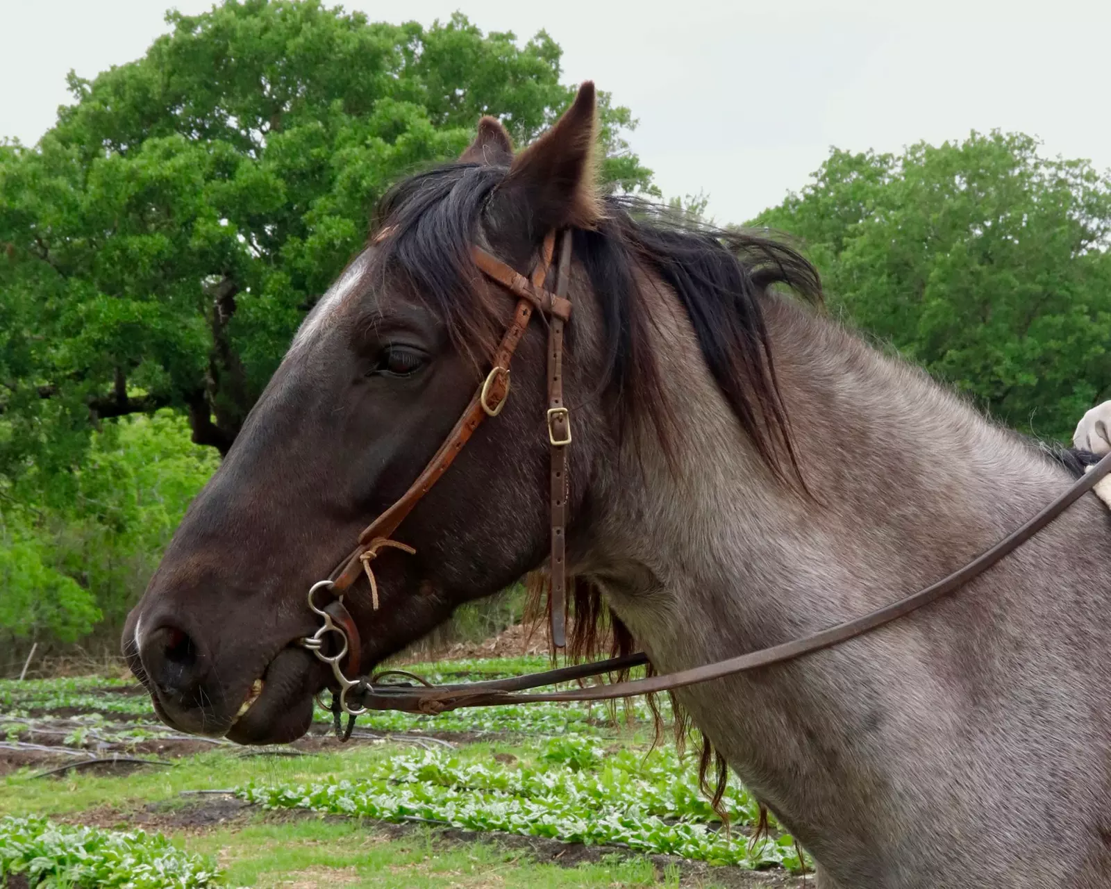 Up to 35% Off on Horse Back Riding at Blue Ranch Farms - Primary Image