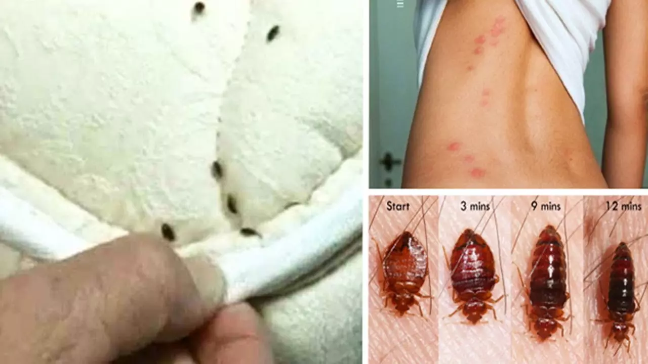 Up to 40% Off on Pest Control Service - Bed Bug at Dart Pest Control, LLC - Primary Image