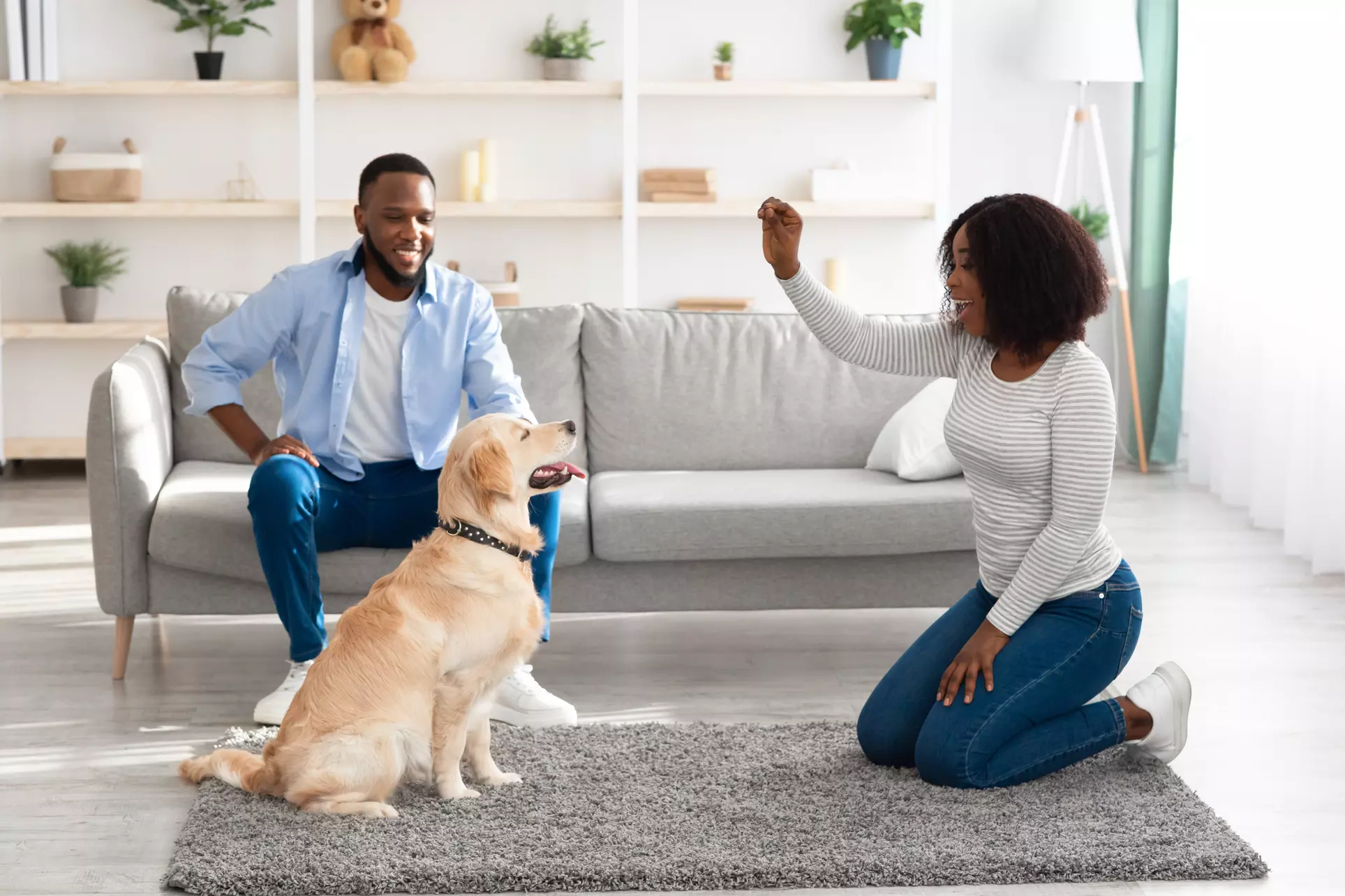 Up to 35% Off on Online Pet Care Course at Dog Magnet Training - Primary Image