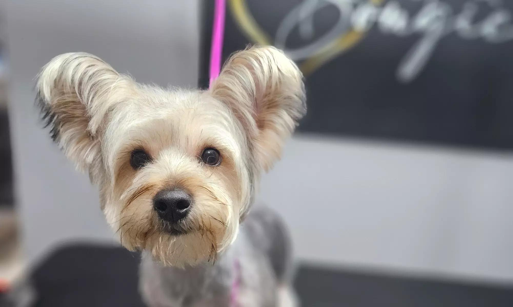 Complete Ear to Tail Grooming, Nail Trim, or Puppy Bath & Brush Intro