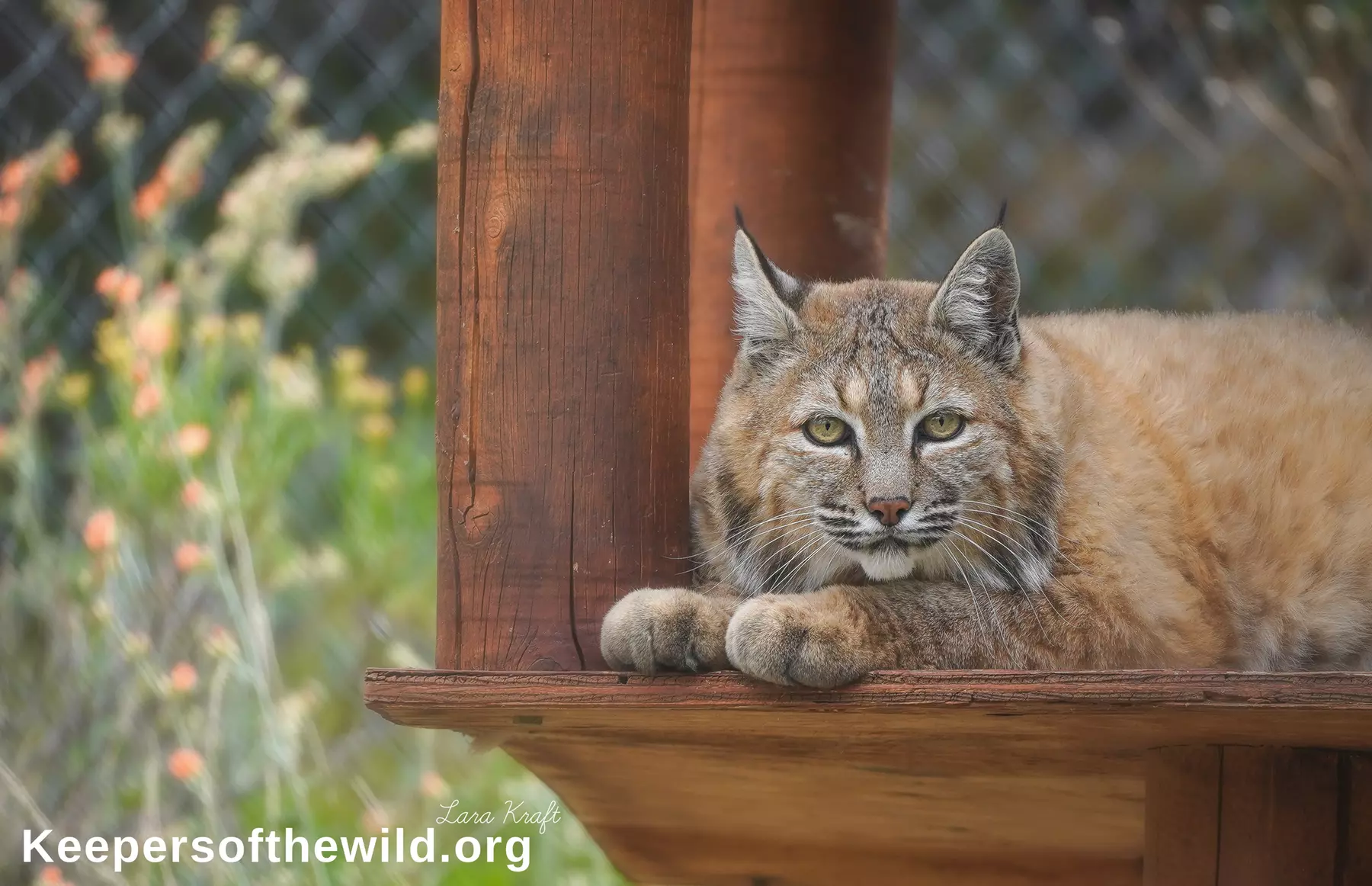 Up to 40% Off on Zoo / Animal Park