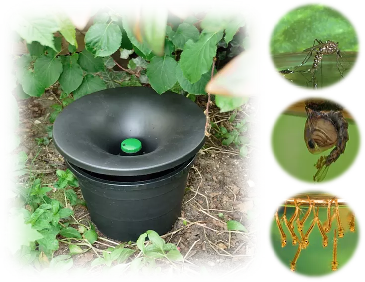 Up to 50% Off on Pest Control Service - Termite at the bug man - Second Medium