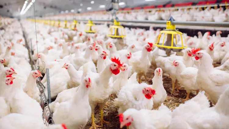 Up to 75% Off on eLearning - Farming at The Animal Care - Primary Image