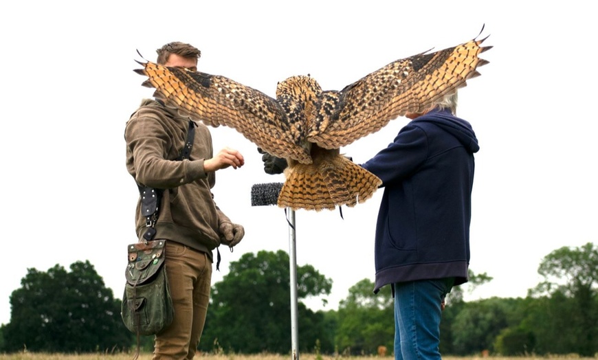 Image 3: Up to 75% Off on Falconry - Recreational at Mercer Falconry