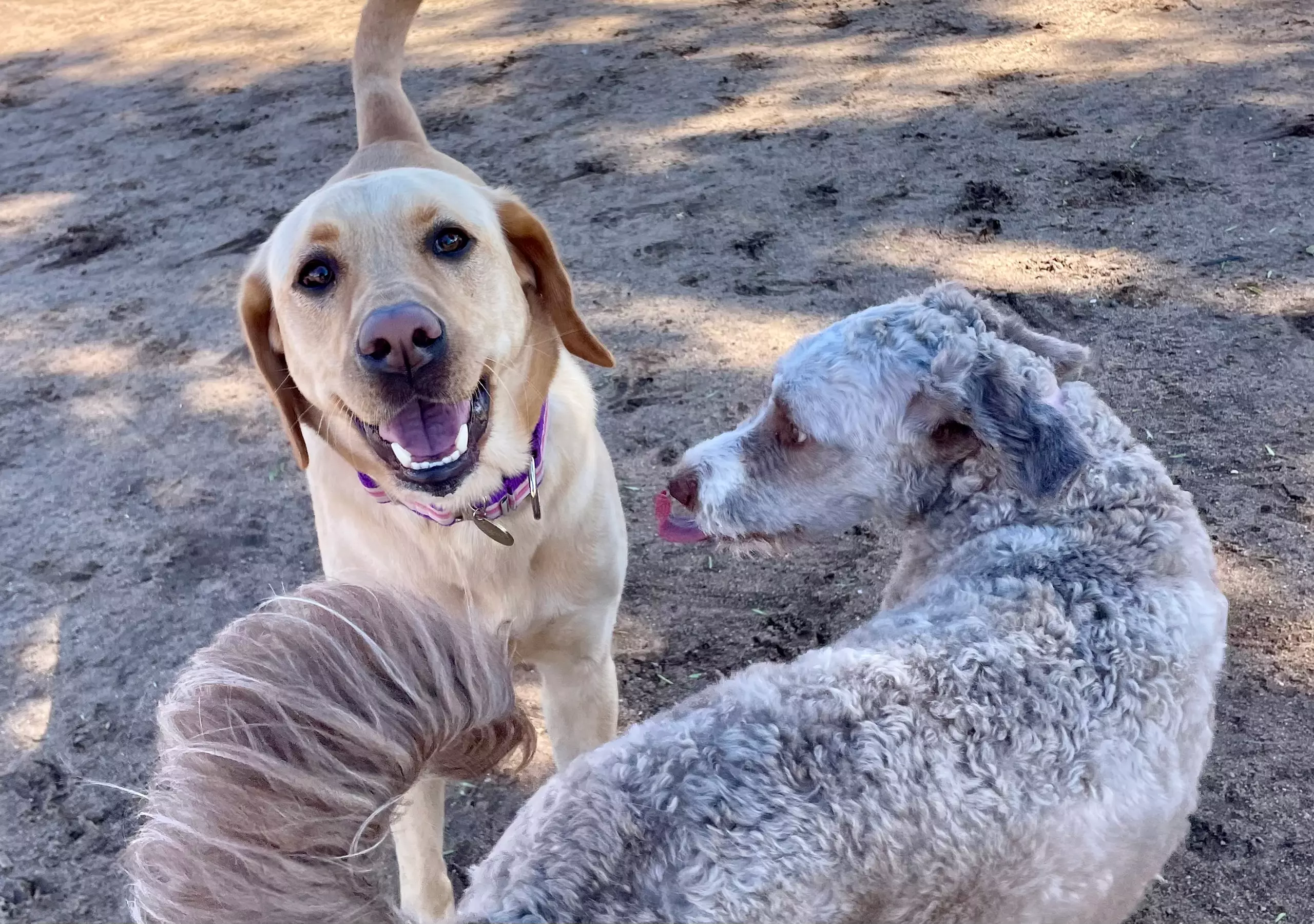 Up to 48% Off on Pet Daycare at Pupper Playgroups - Primary Image