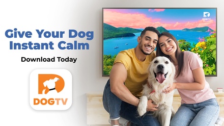 Three Months of Digital Subscription to DOGTV - DOGTV