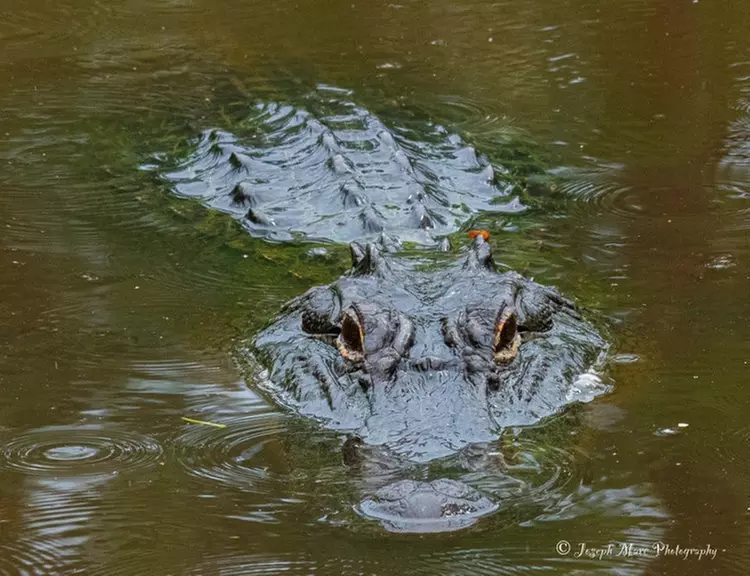 Up to 29% Off on Boat Tour at Boating Adventures - Louisiana Tours and Rentals - Primary Image