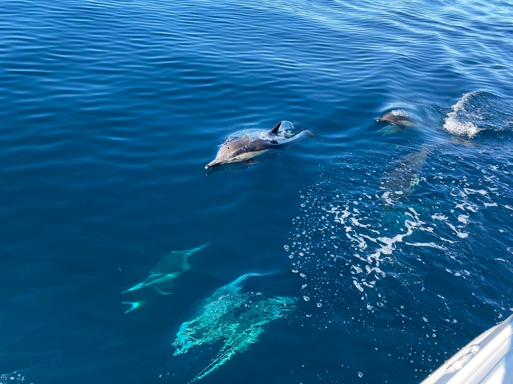 Relaxing San Diego Boat Tour with Scenic Views