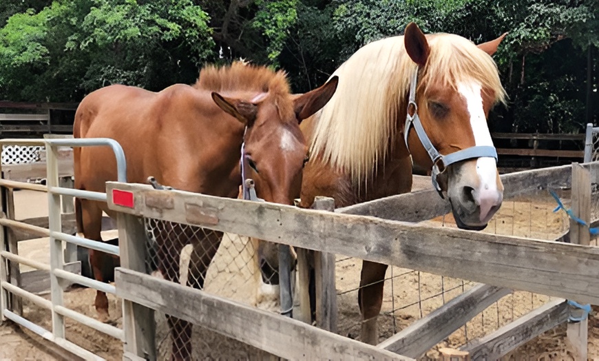 Image 2: Zoo Entry with 5-Minute Pony Ride for Up to Four People