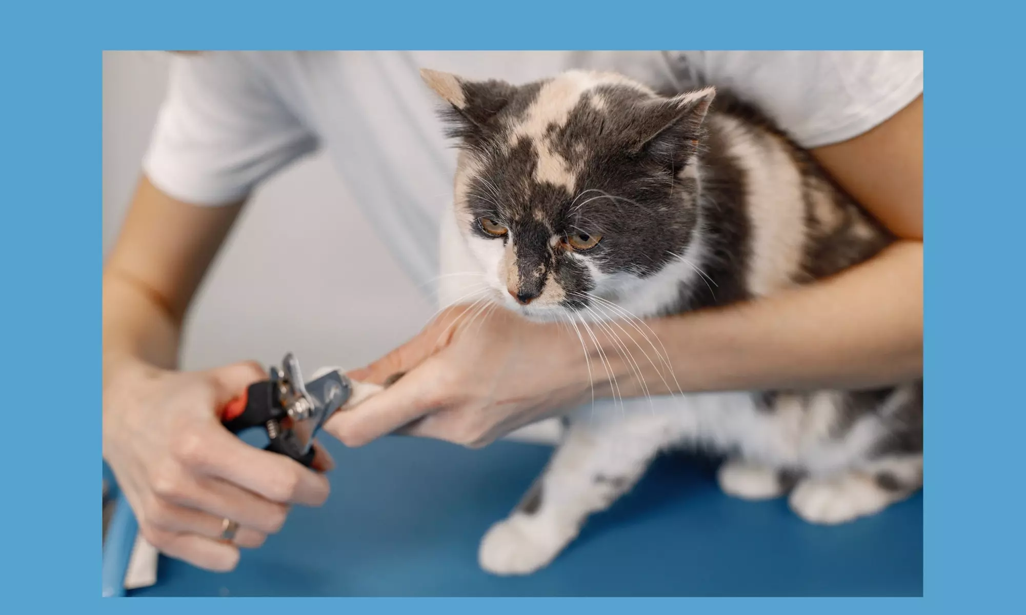 Up to 30% Off on Mobile Grooming at Pet Beloved - Primary Image