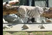 Monterey Zoo Experience: Where Education Meets Conservation
 - Second Medium