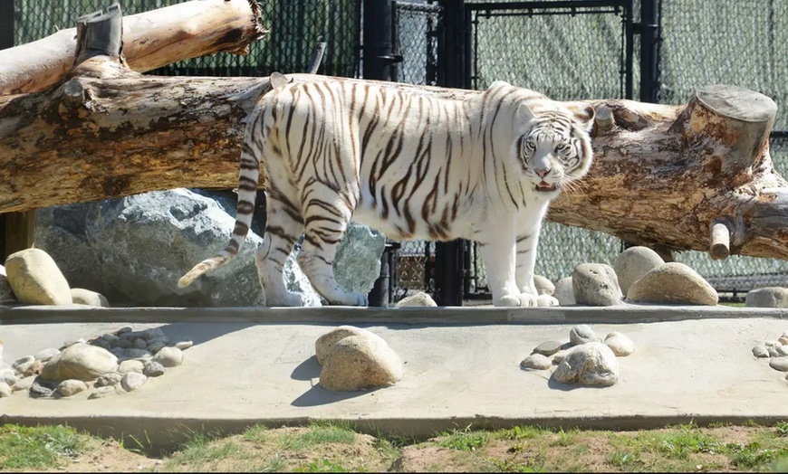 Image 4: Daily Admissions or VIAP Tour for Monterey Zoo