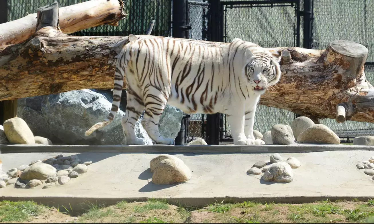 Daily Admissions or VIAP Tour for Monterey Zoo