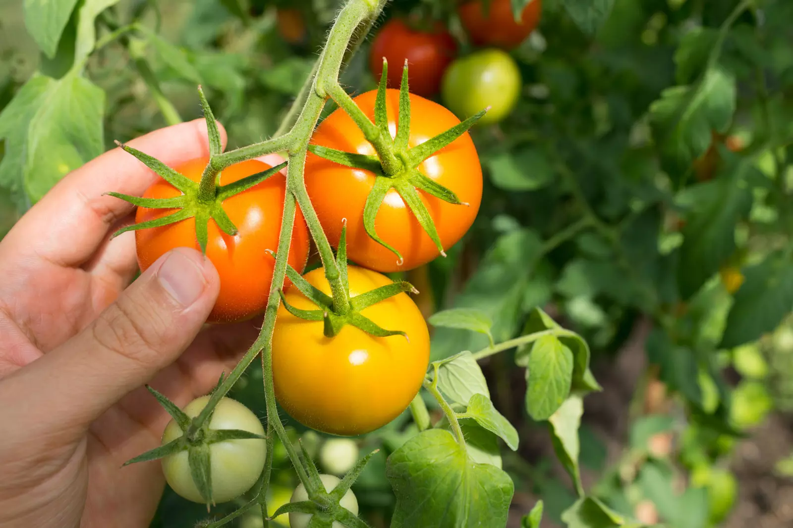 Up to 50% Off on Vegetable Picking (Activity / Experience) at The Store at McGrath Farm - Primary Image