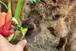 Up to 50% Off on Zoo / Animal Park at EZ's Rescue Ranch - Second Medium