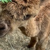 Image 2: Up to 50% Off on Zoo / Animal Park at EZ's Rescue Ranch