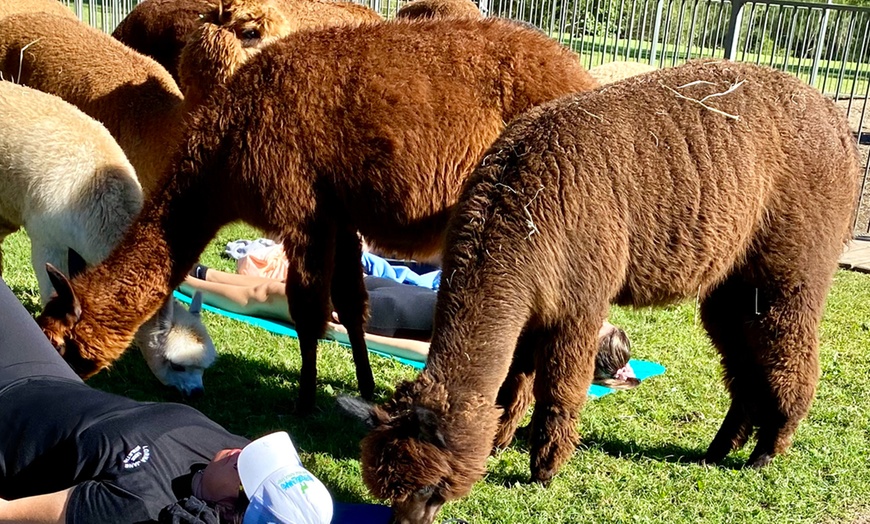 Image 5: Alpaca Yoga Adventure: Relax, Unwind, and Connect with Nature!