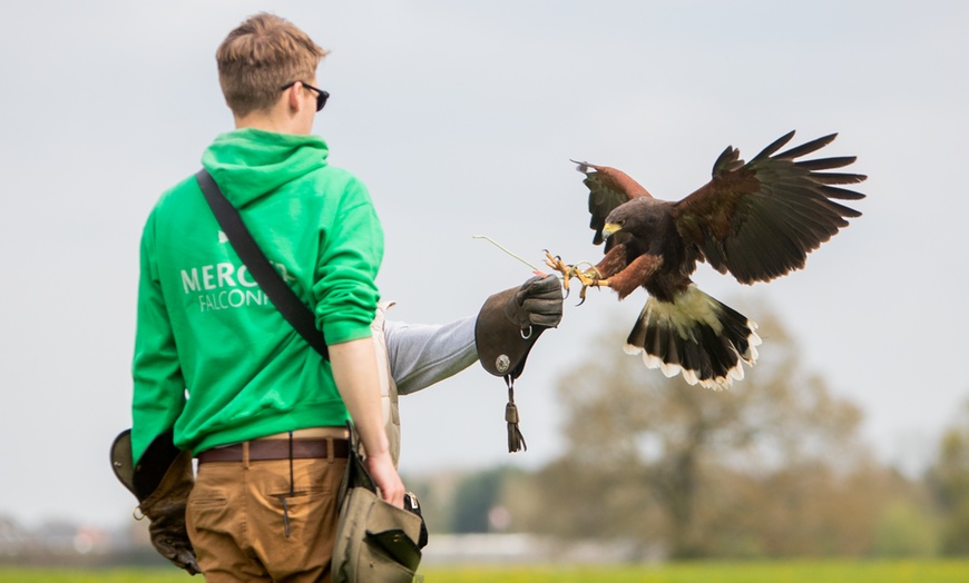 Image 1: Up to 75% Off on Falconry - Recreational at Mercer Falconry